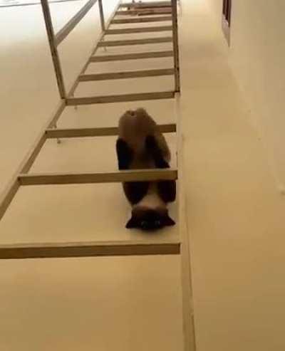 The way this cat descends this ladder