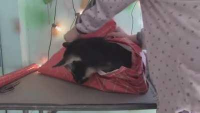 How to gift wrap a Goat for Christmas.