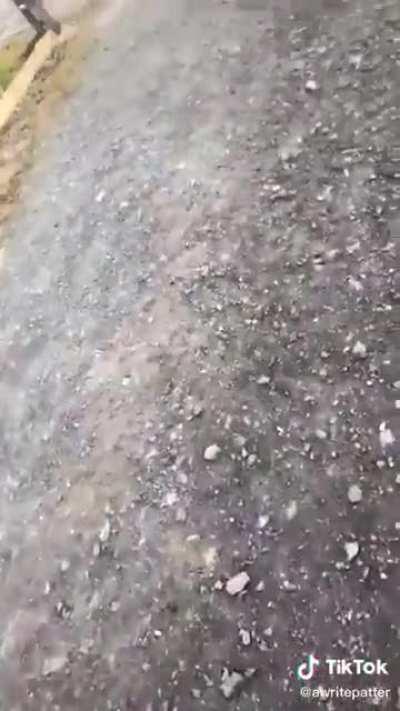 WCGW Taking the kids to a farm