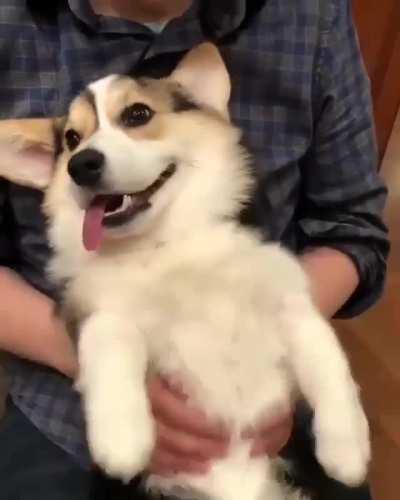 I am a boneless pupper