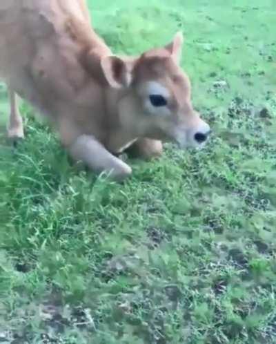 what a cute cow ❤️