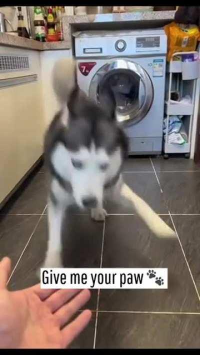 to give paw