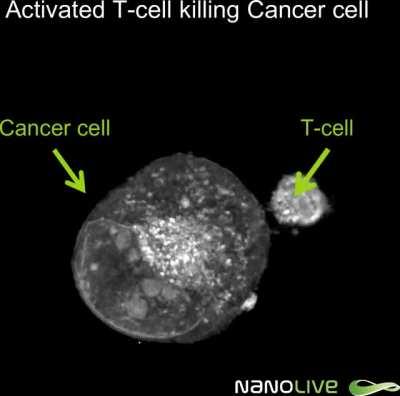 Little T Cell battling a cancer cell (David vs Goliath)