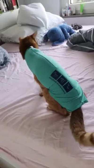 Mango had to have emergency surgery because he ate 6 earplugs....now he is a derpy green sausage.