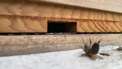 To leave the hive gracefully