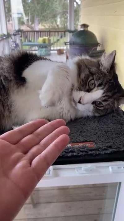 Furio loves a good low five.