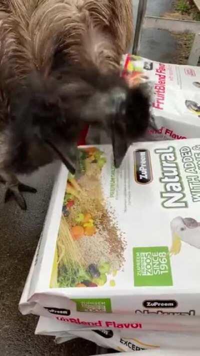 Just two emus enjoying a picture of bird food on a bag