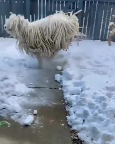 A car wash brush came to life on a magical snow day.