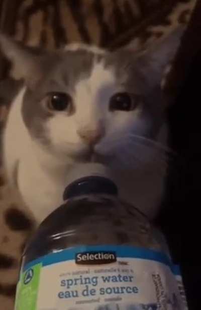 cat of the day 581 did NOT come through yesterday for some reason