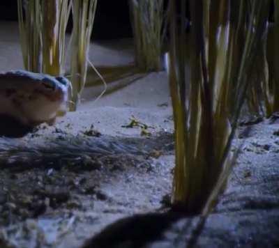 Frog need some light snacks