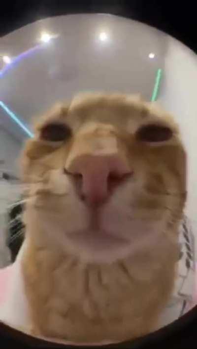 Get away from the cat 