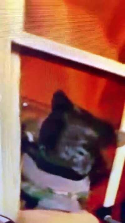 Person in full military gear breaking windows and going into the capital. This was less than 10min ago. This is so fucking sad