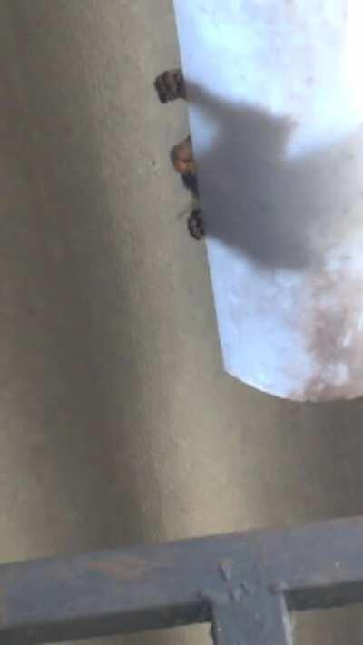 Sagui no clima de segunda feira kk