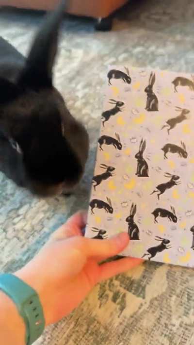 Showing my baby Zazu a notebook I made inspired by him!