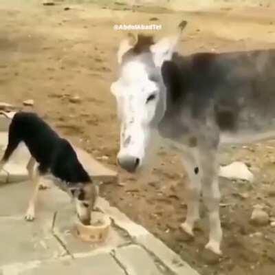 Hitdog vs hitdunkey