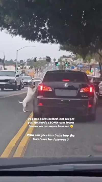 Dog tries jumping back in his owner’s car after getting abandoned on the side of the road