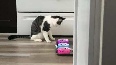 I just wanted to share the amusing way that our cat eats his food.