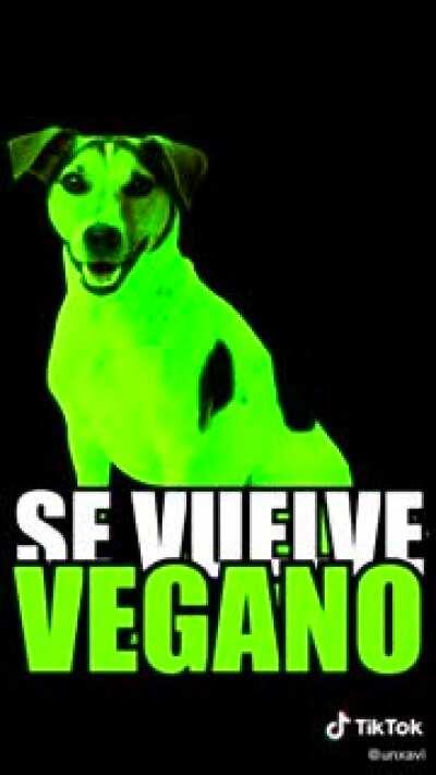 Quien invento los perros veganos 😠