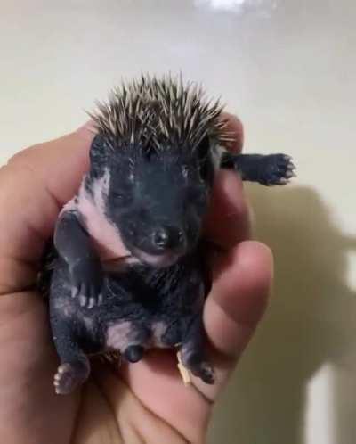 Here's a baby hedgehog. Yawning.
