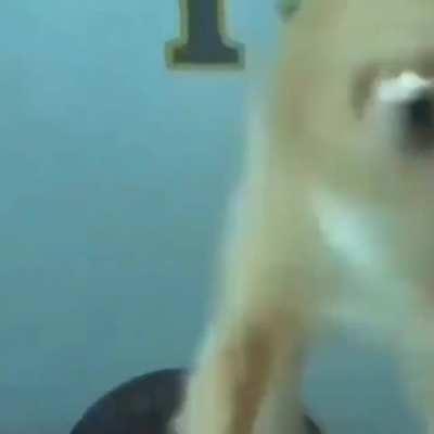 Dolphins are the luckiest creature