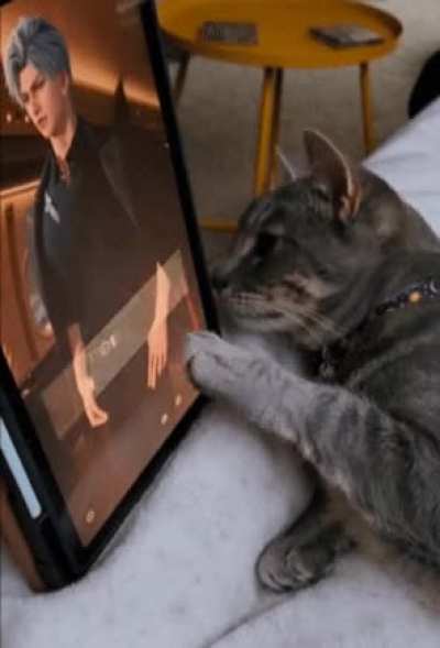 My cat is 100% invested now