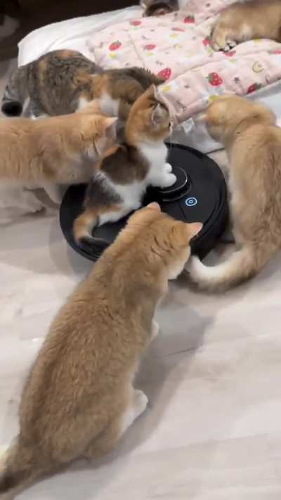 Cute kittens annoying a robot vaccum