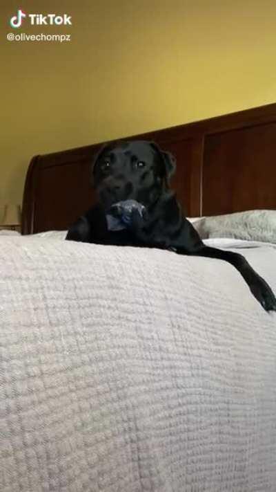 Chomping is a way of life