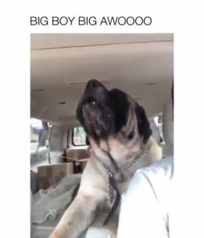 Now that is an impressive AWOOOO!