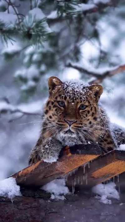 Amur leopard is the rarest subspecies of leopard in existence. It is in critical danger of extinction and only between 25 and 34 specimens exist in the wild.