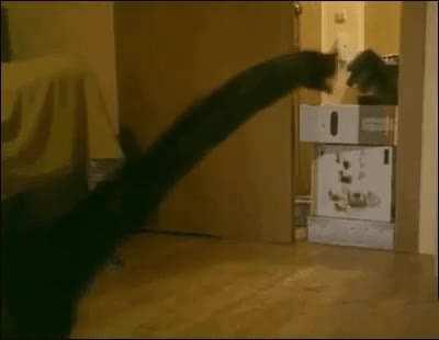 Cat Jormungandr skin be like