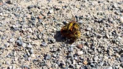 🔥Hornet chose the wrong neighborhood