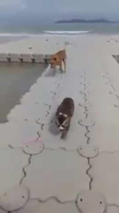 Why cats are superior beings 🗿