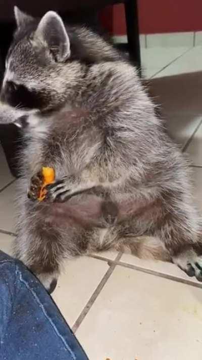 Raccoon eating a snack