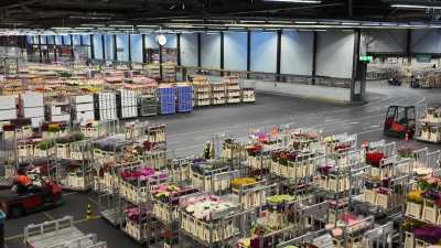 The Aalsmeer Flower Auction in The Netherlands – where 40% of the international flower trade flows through