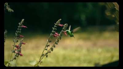 Un colibrí amigable se prestó para unos planos. 