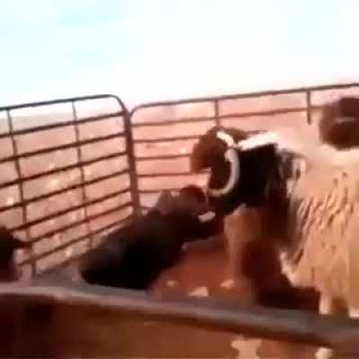 Is that how we play with sheep...