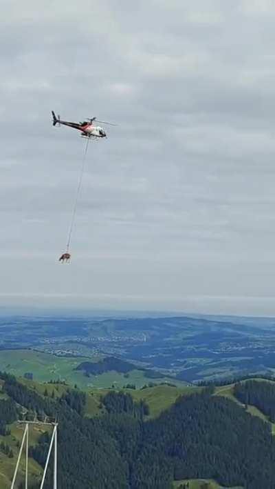 How cows are transported to the vet in Switzerland