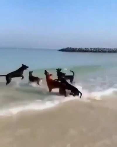 Party time in the beach...