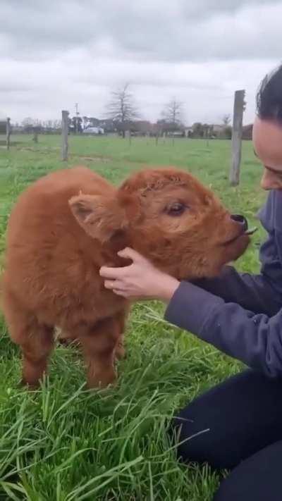 Momma cow trusts human to pet her calf