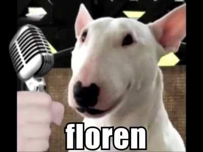 Um bom meme com os dogs