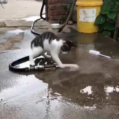 Cat vs. hose