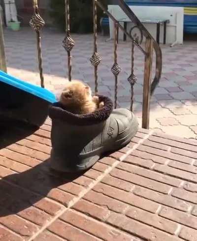 I think the cat is comfortable