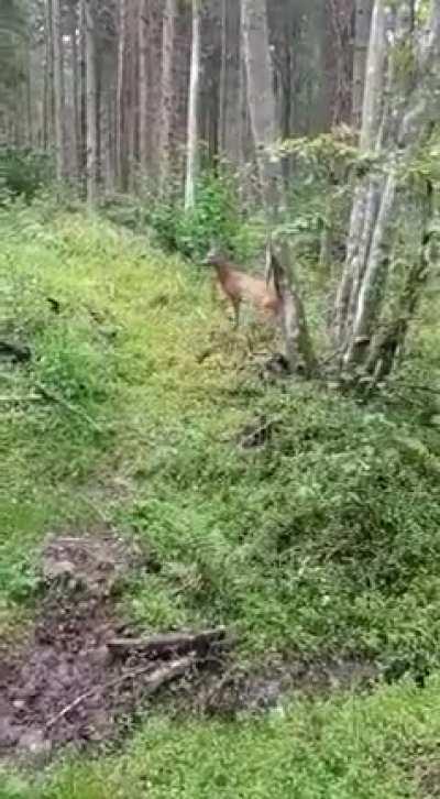 WCGW offering a mushroom to a wild animal