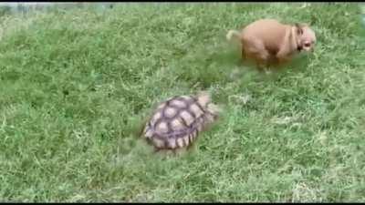 Я запрещаю тебе тут срать 🛑