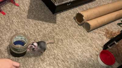 My incredible rat Chickpea is learning to play basketball - pt 2!