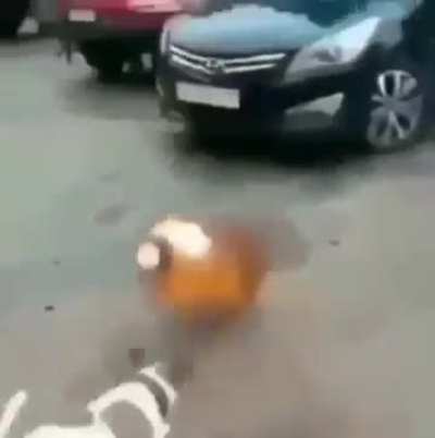 🐕 + 🪣 = 💀💥 l 🚗🚨