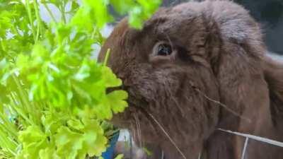 Some delicious parsley munching