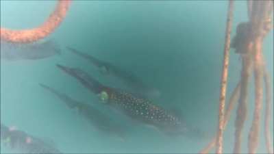 Squid / Glow in the Blue