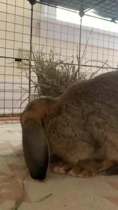 Clips from the snack cam