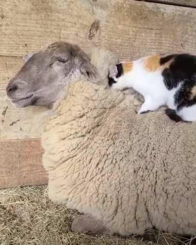 Woolly pillow